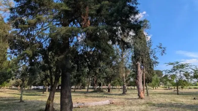 Foto da atividade Mata dos Alemães
